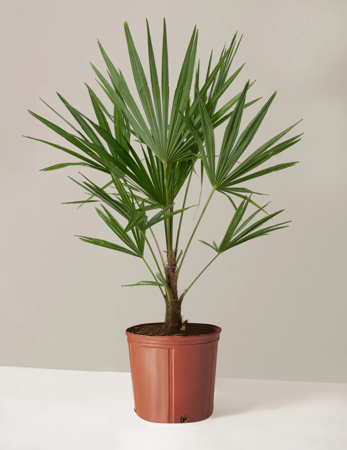 Large Windmill Palm - Image 2