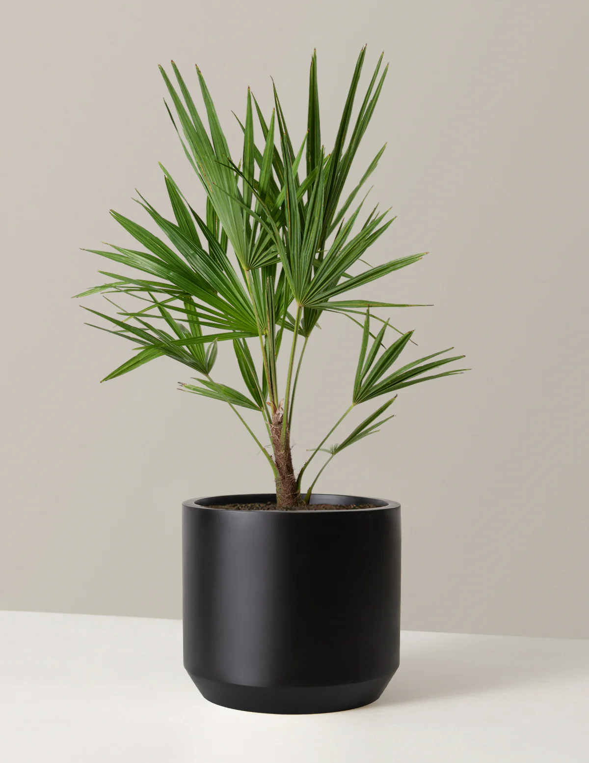 Large Windmill Palm - Image 3