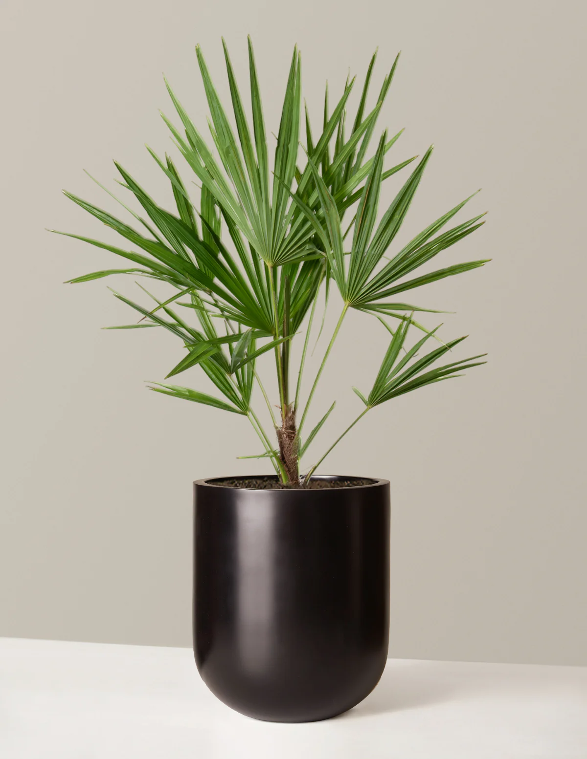 Large Windmill Palm - Image 6