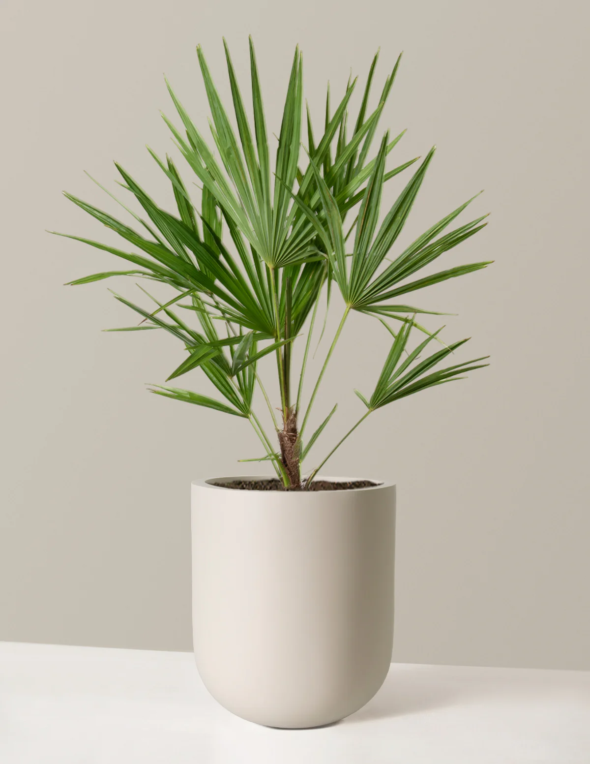 Large Windmill Palm - Image 7