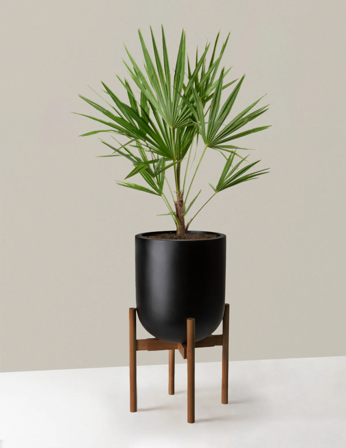 Large Windmill Palm - Image 8