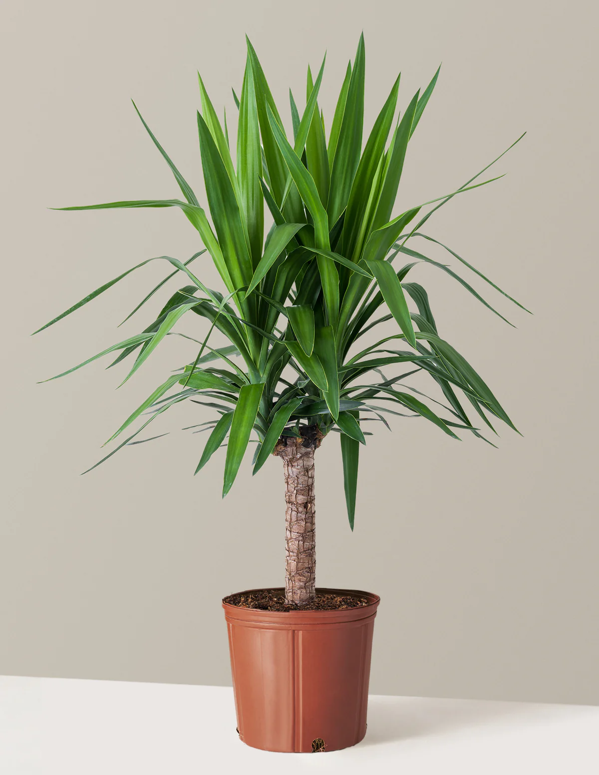 Yucca Plant Single Stem - Image 10
