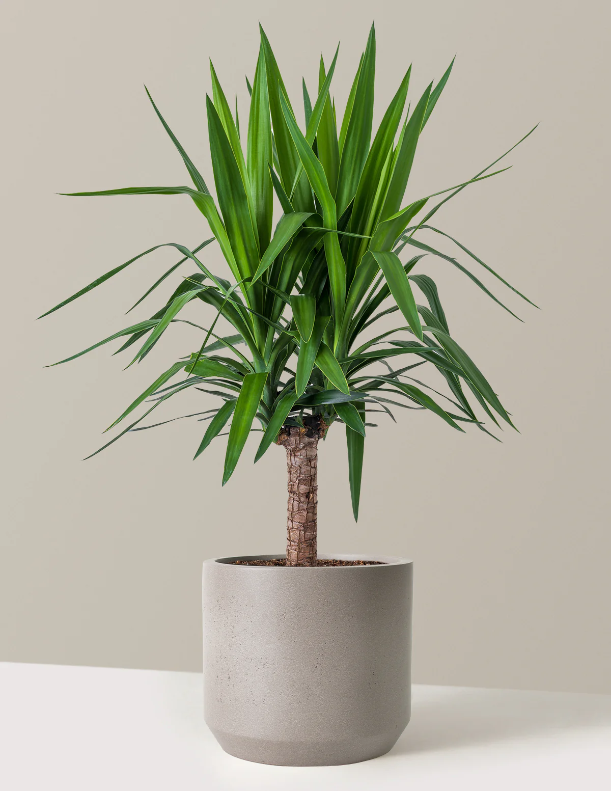 Yucca Plant Single Stem - Image 11
