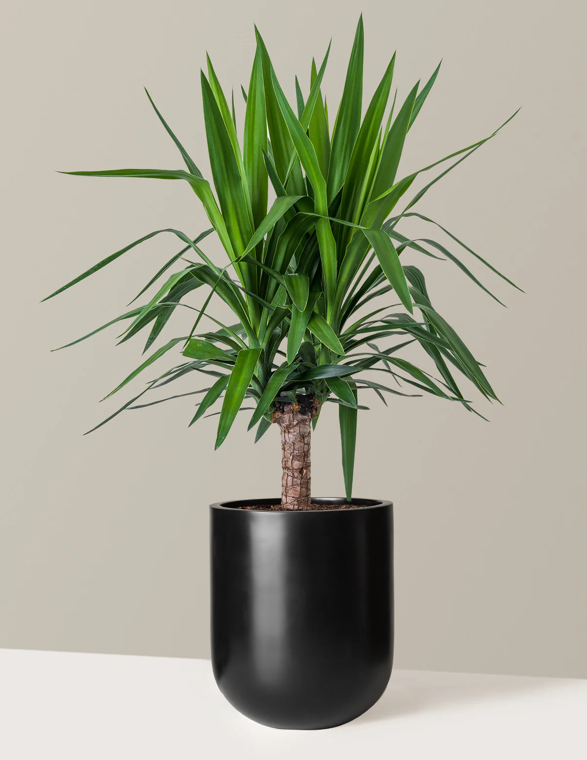 Yucca Plant Single Stem - Image 12