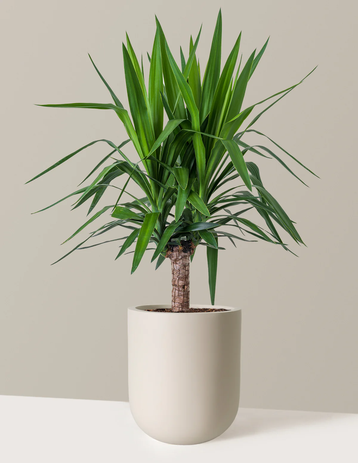 Yucca Plant Single Stem - Image 13