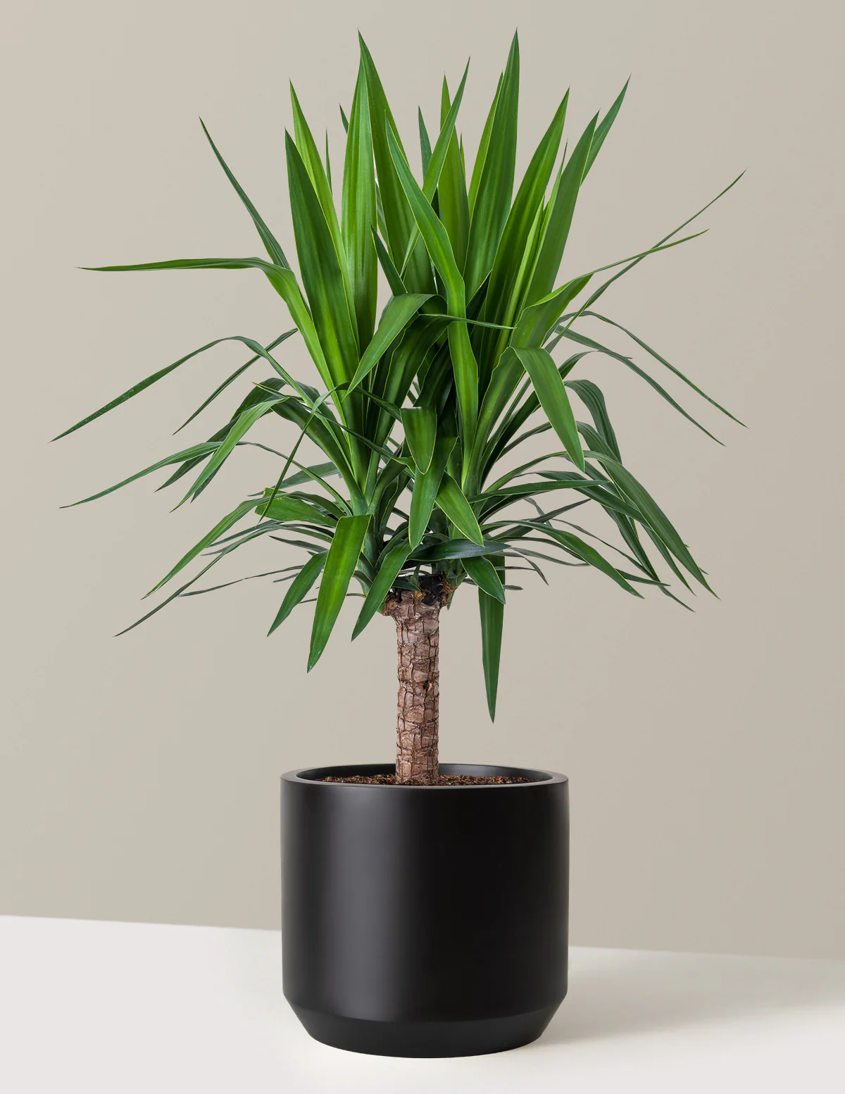 Yucca Plant Single Stem - Image 14