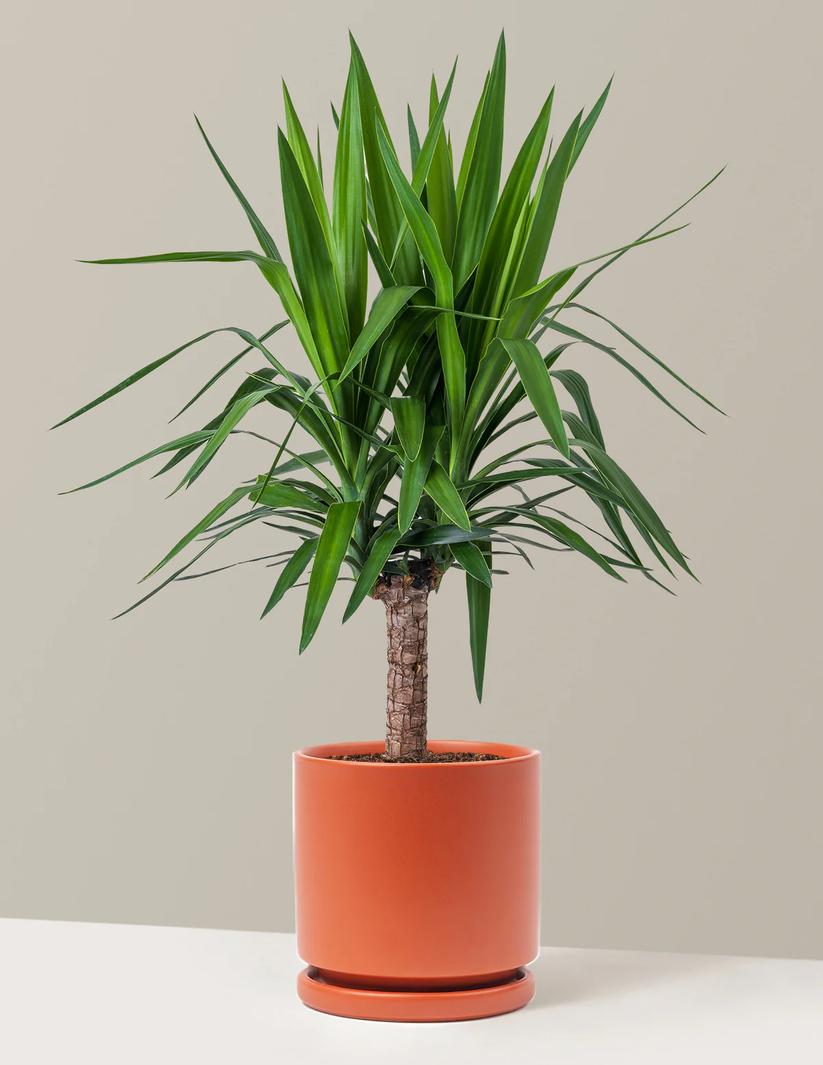 Yucca Plant Single Stem - Image 15