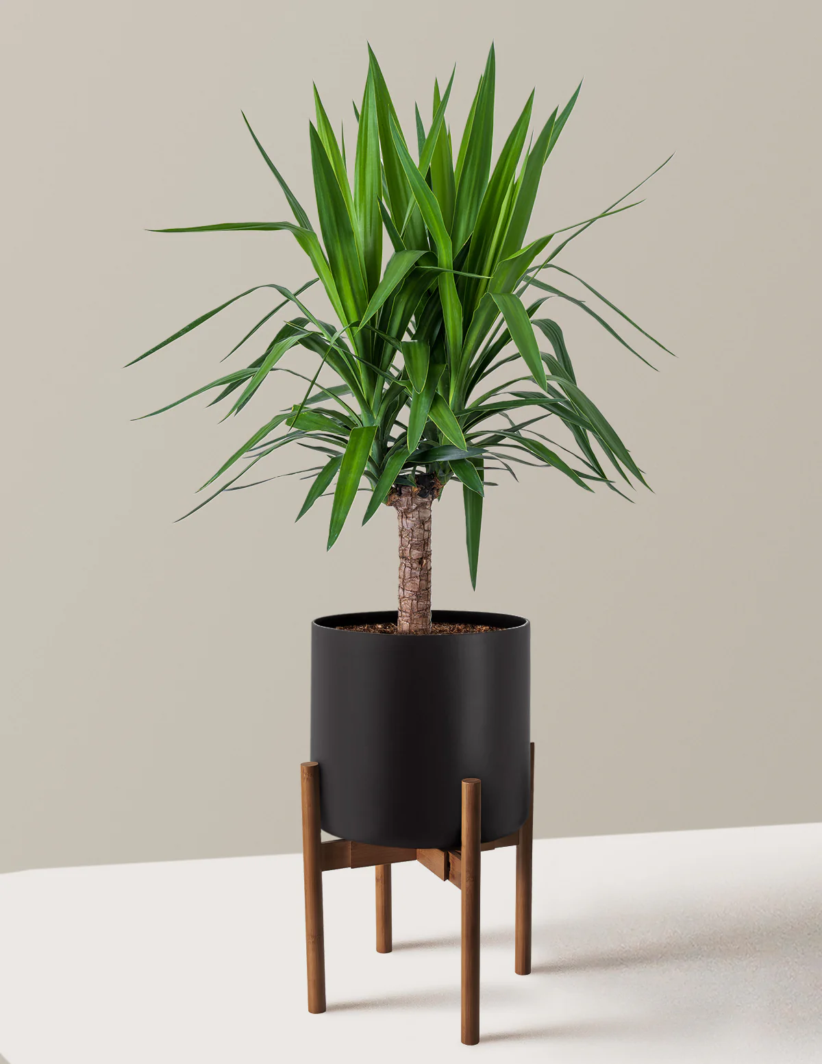 Yucca Plant Single Stem - Image 16