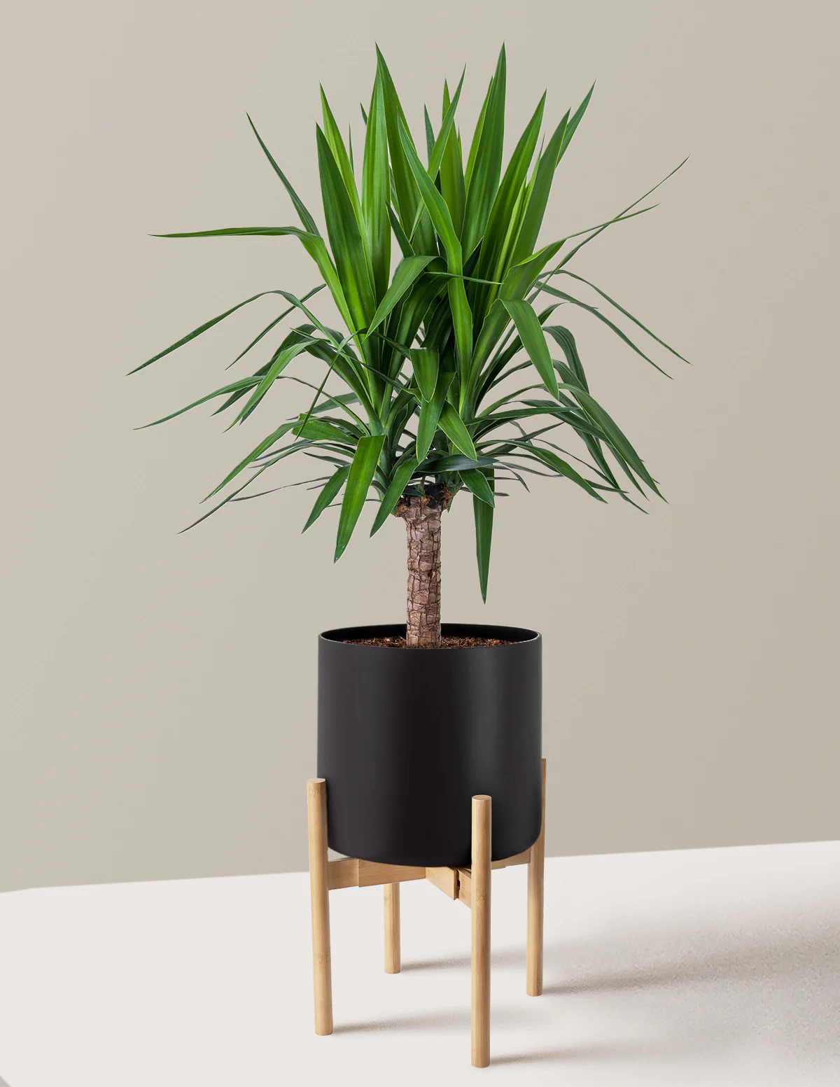 Yucca Plant Single Stem - Image 17