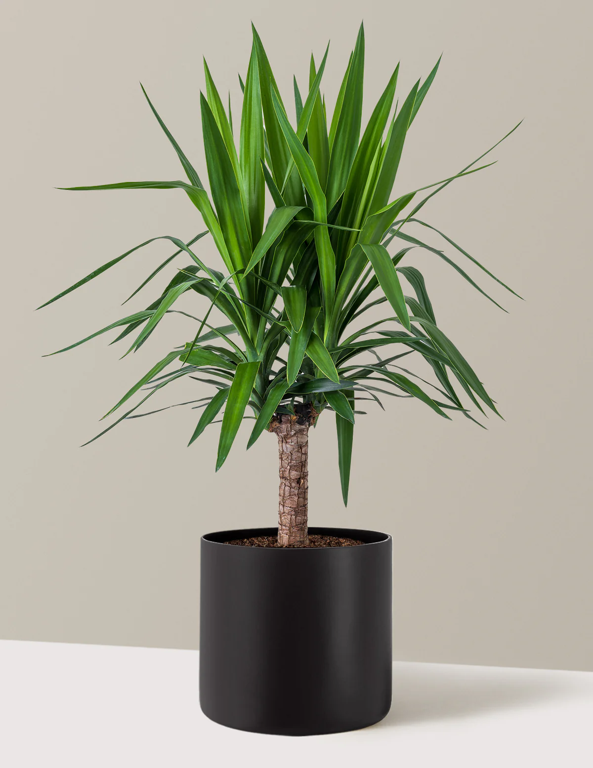 Yucca Plant Single Stem - Image 18