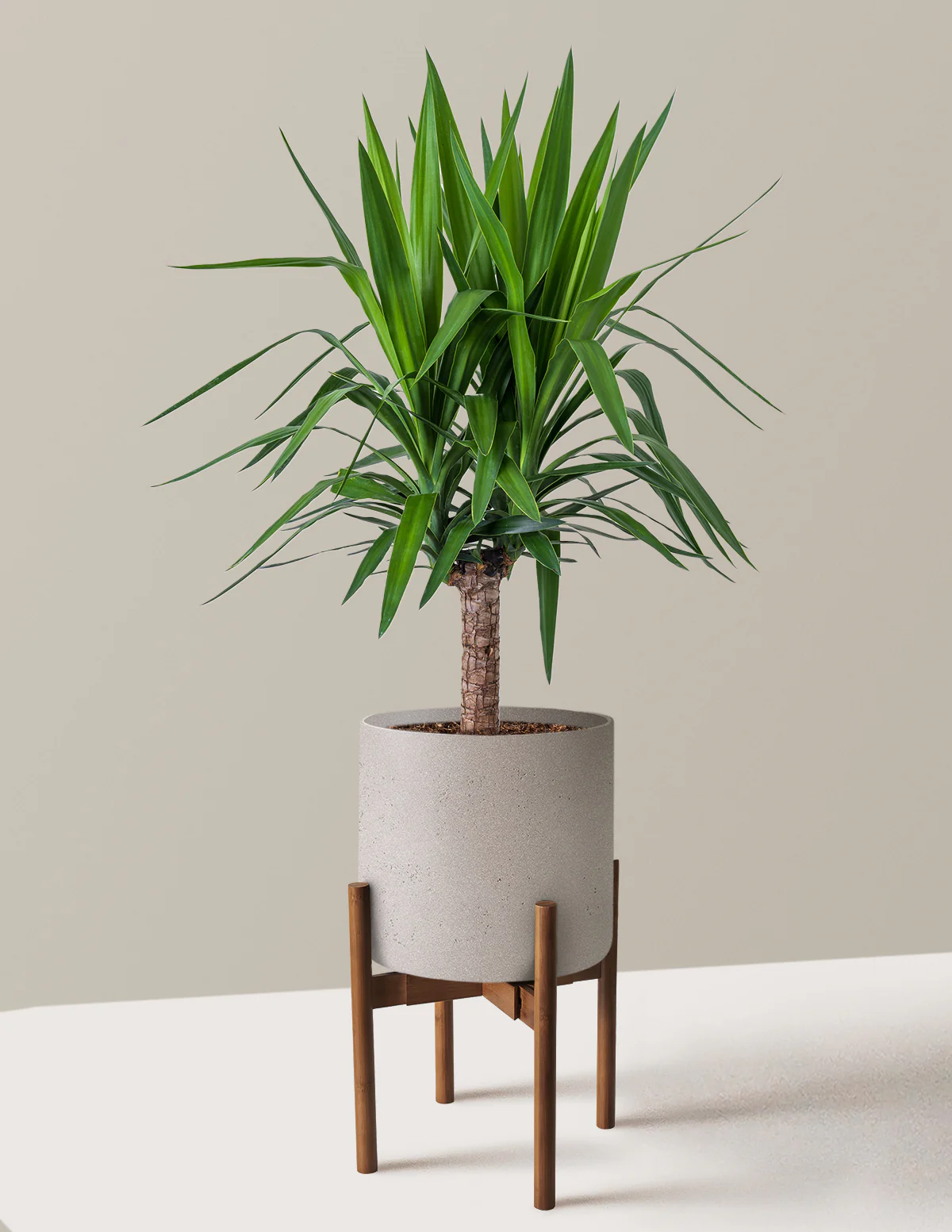 Yucca Plant Single Stem - Image 19