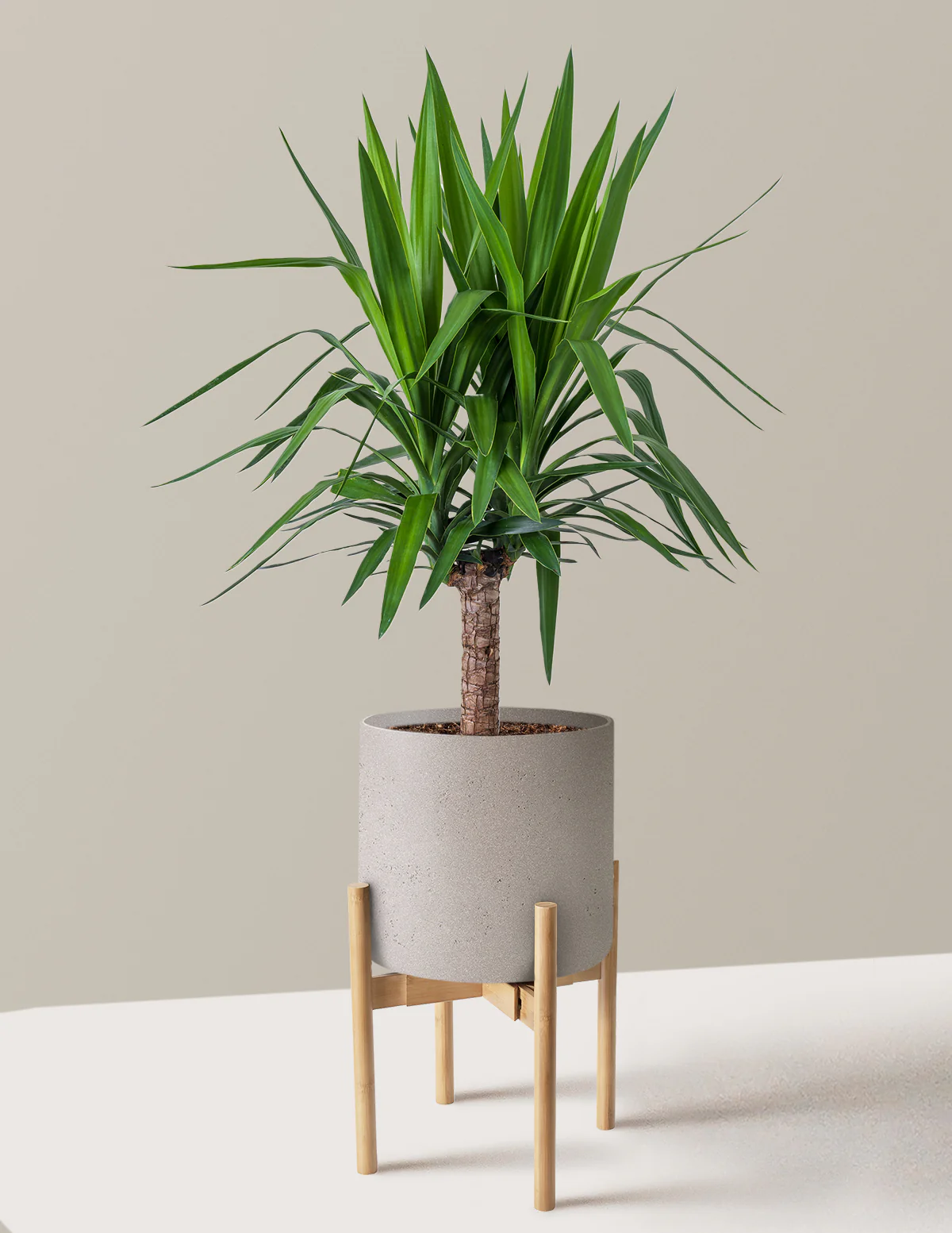 Yucca Plant Single Stem - Image 20
