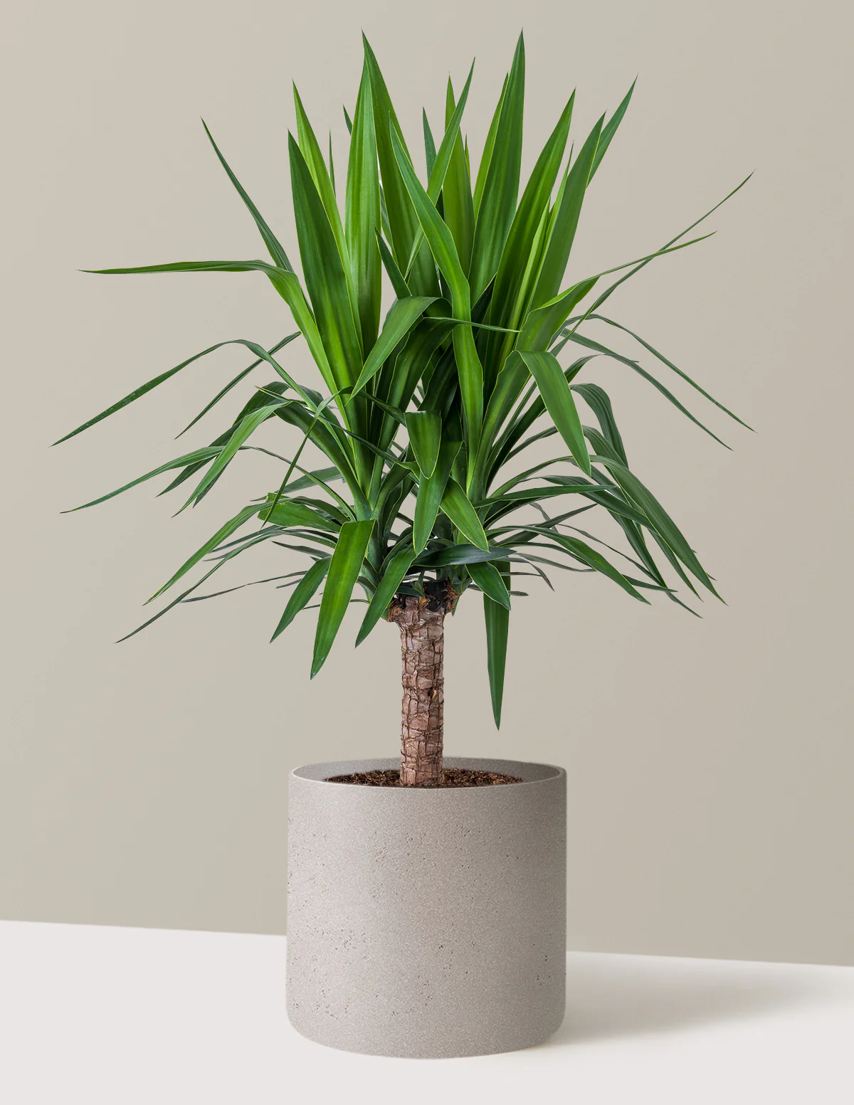 Yucca Plant Single Stem - Image 21