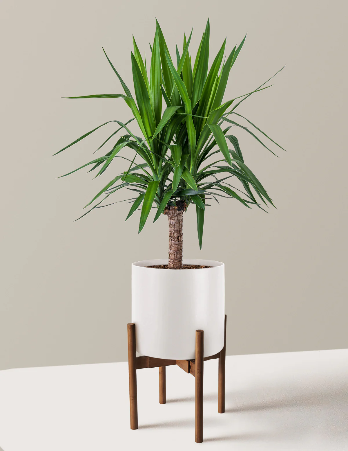 Yucca Plant Single Stem - Image 22