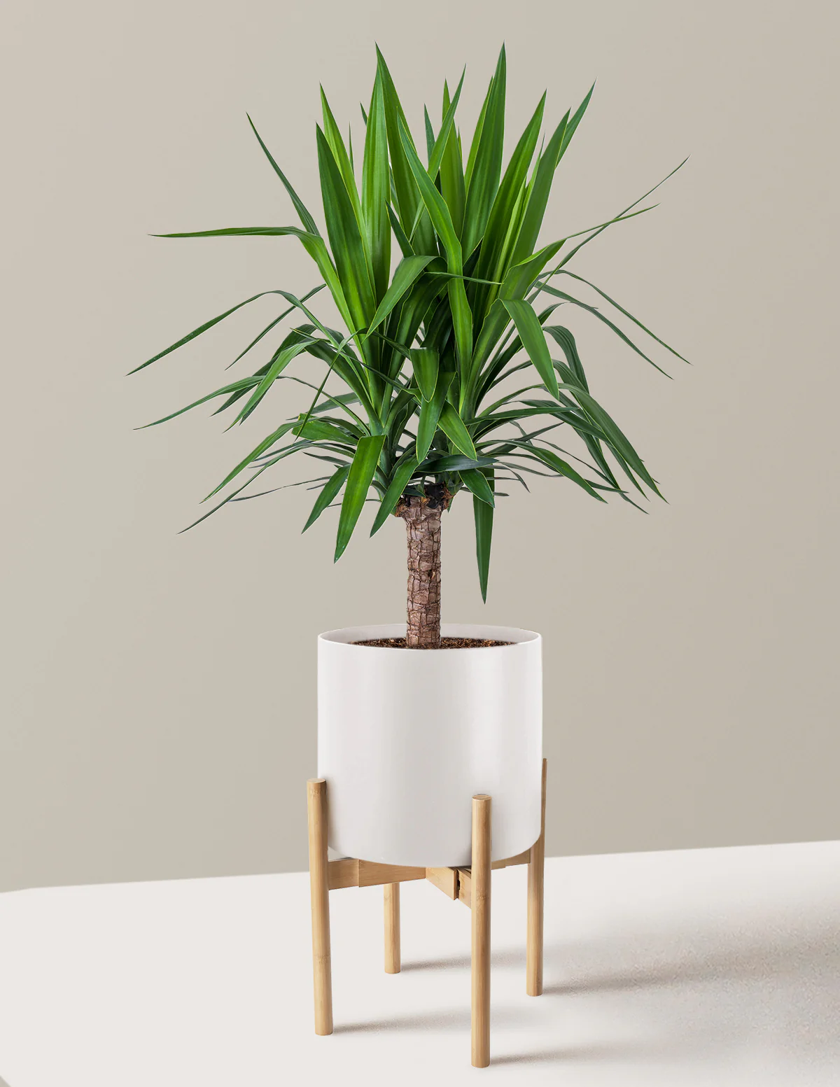Yucca Plant Single Stem - Image 23