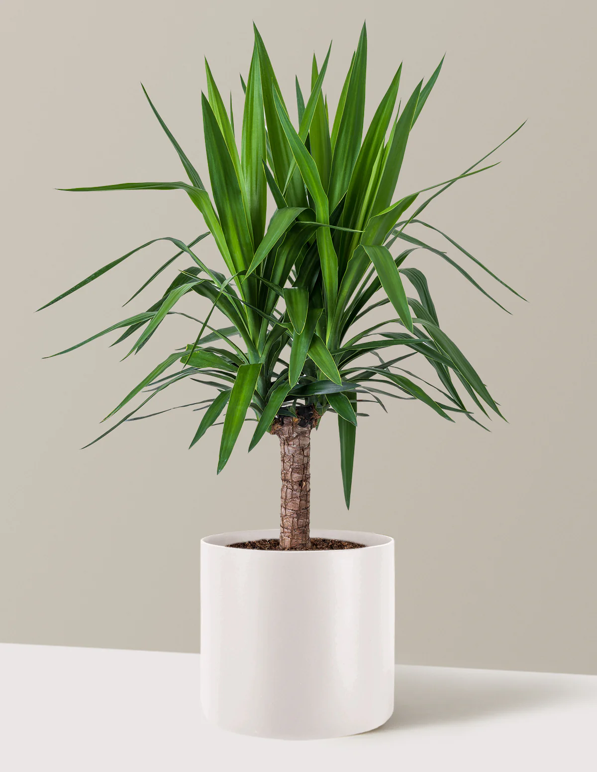 Yucca Plant Single Stem - Image 24