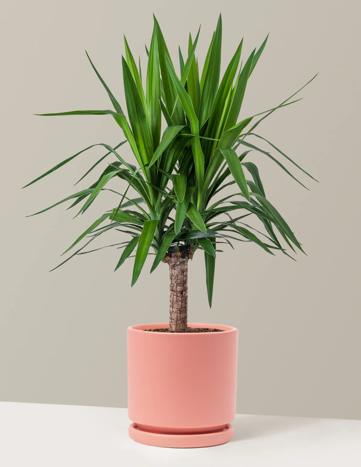 Yucca Plant Single Stem - Image 25
