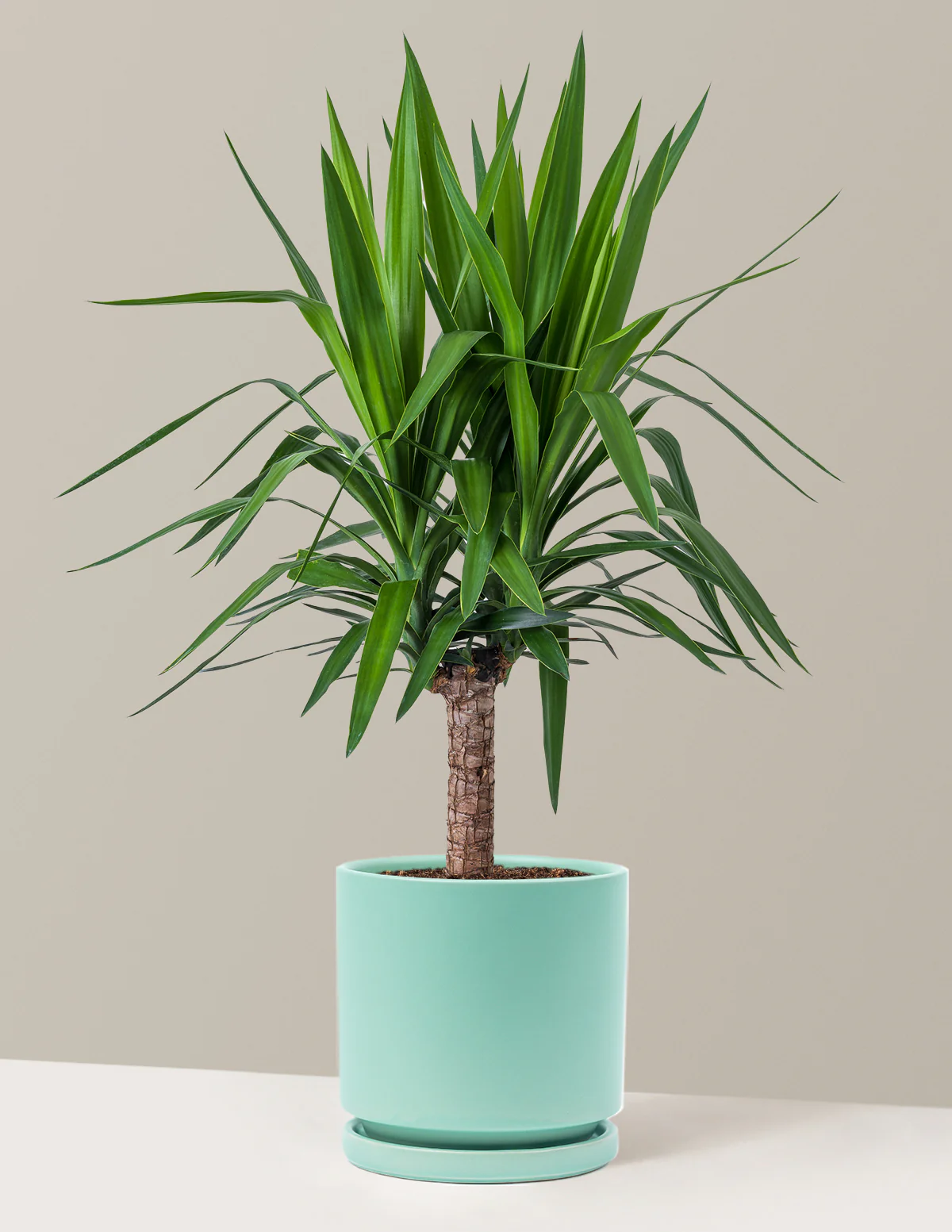 Yucca Plant Single Stem - Image 26