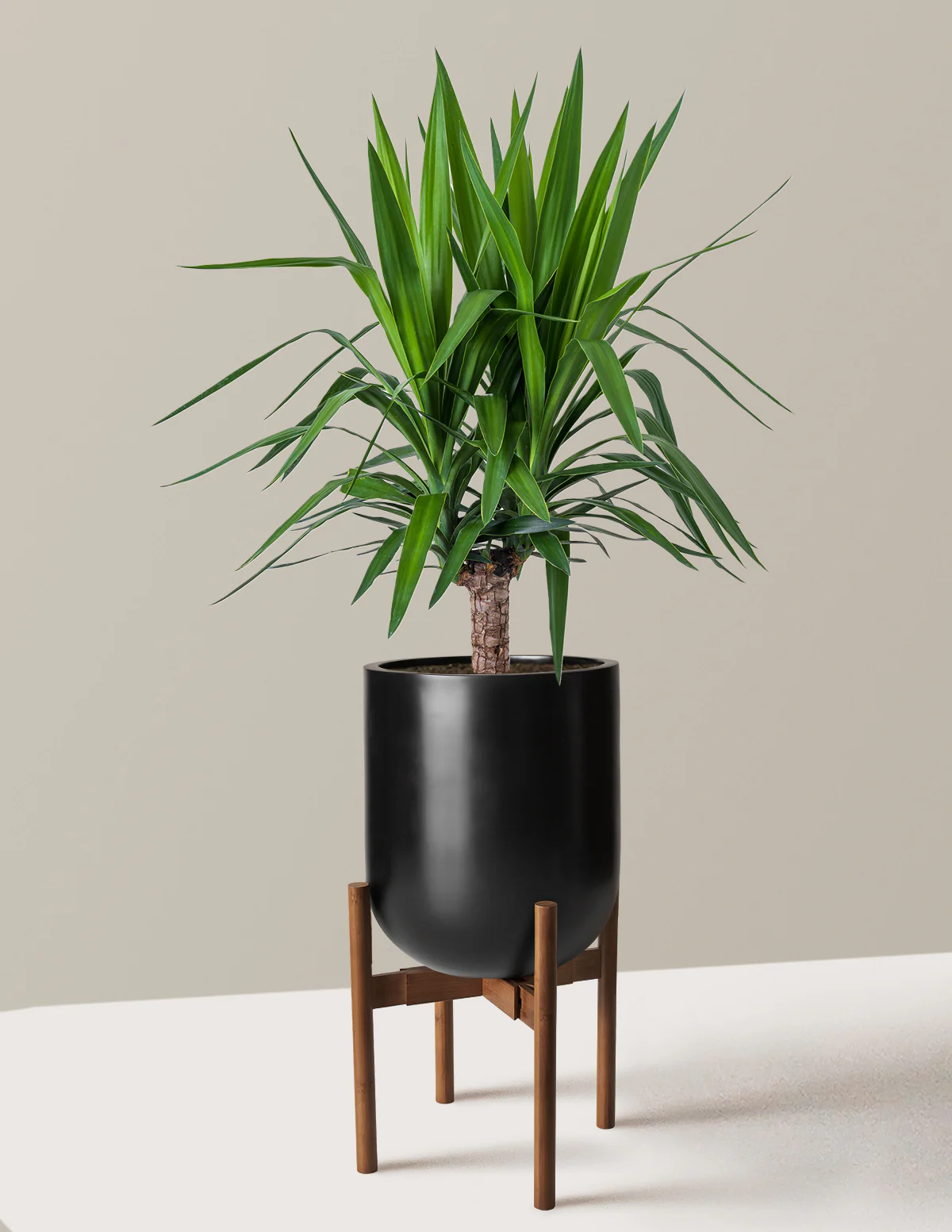 Yucca Plant Single Stem - Image 27