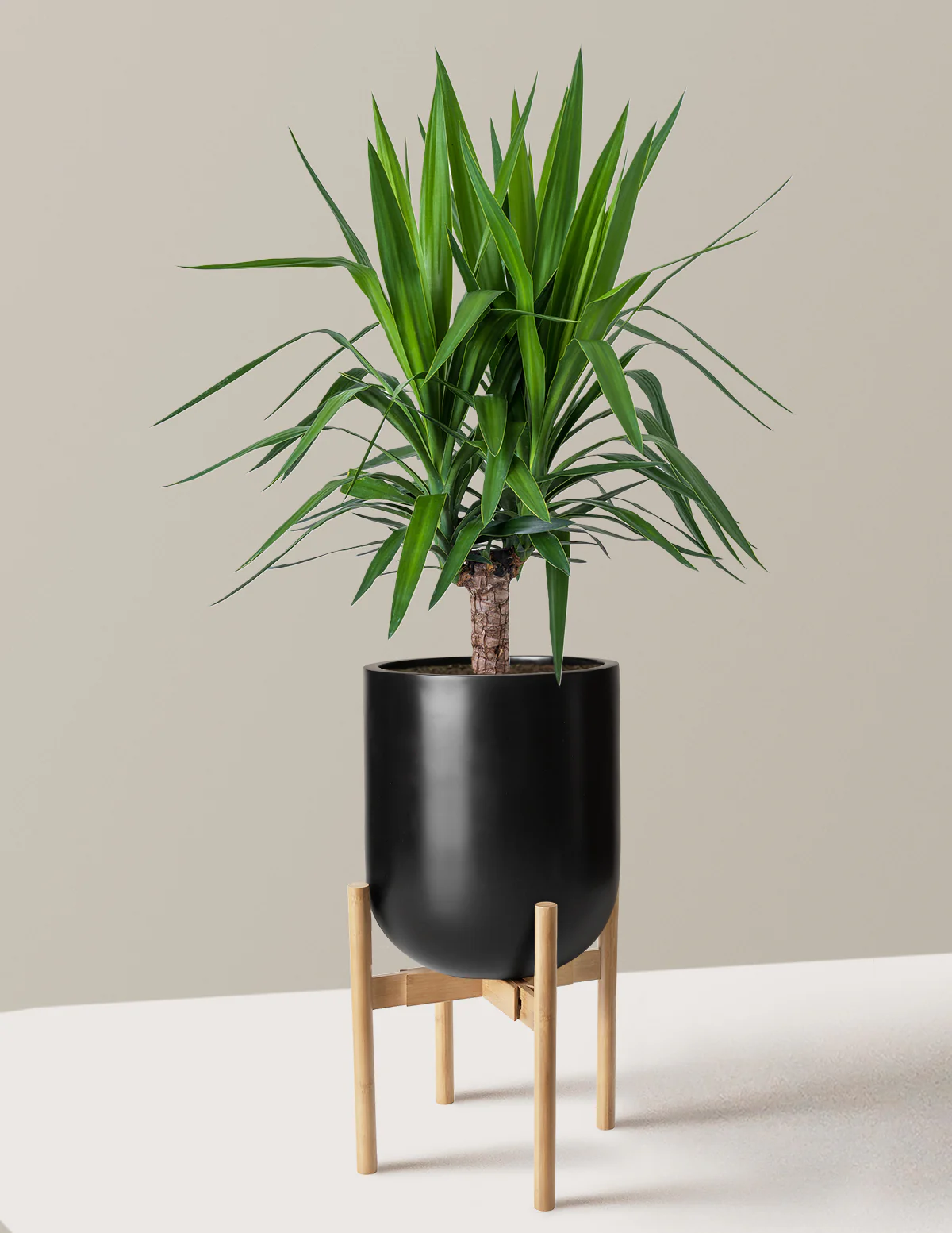 Yucca Plant Single Stem - Image 28