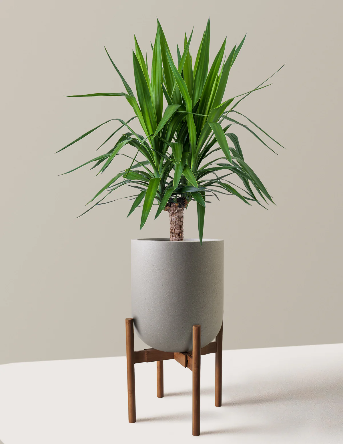 Yucca Plant Single Stem - Image 29