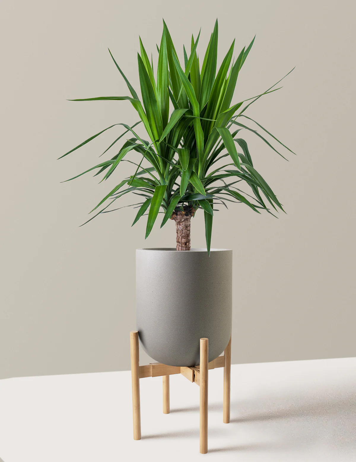 Yucca Plant Single Stem - Image 30