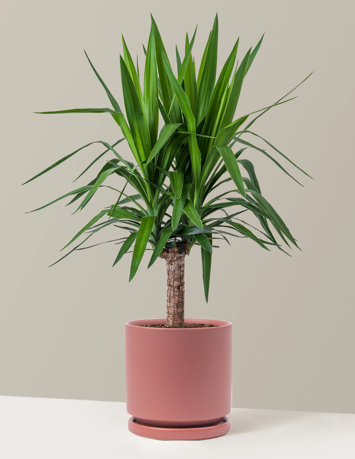 Yucca Plant Single Stem - Image 31
