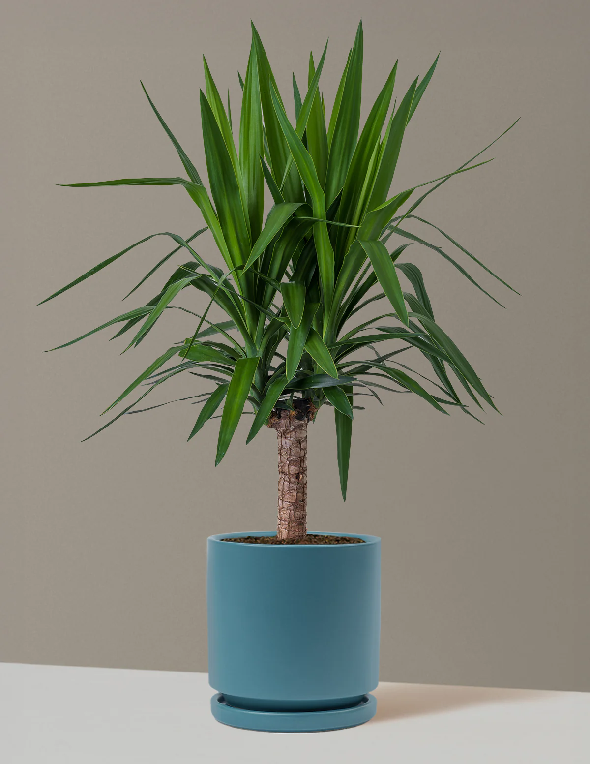 Yucca Plant Single Stem - Image 32