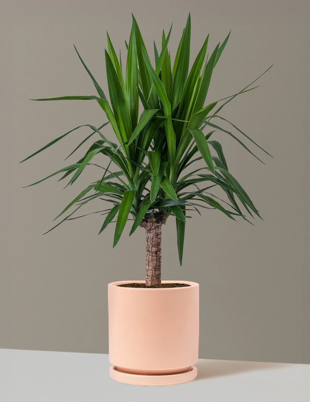 Yucca Plant Single Stem - Image 33