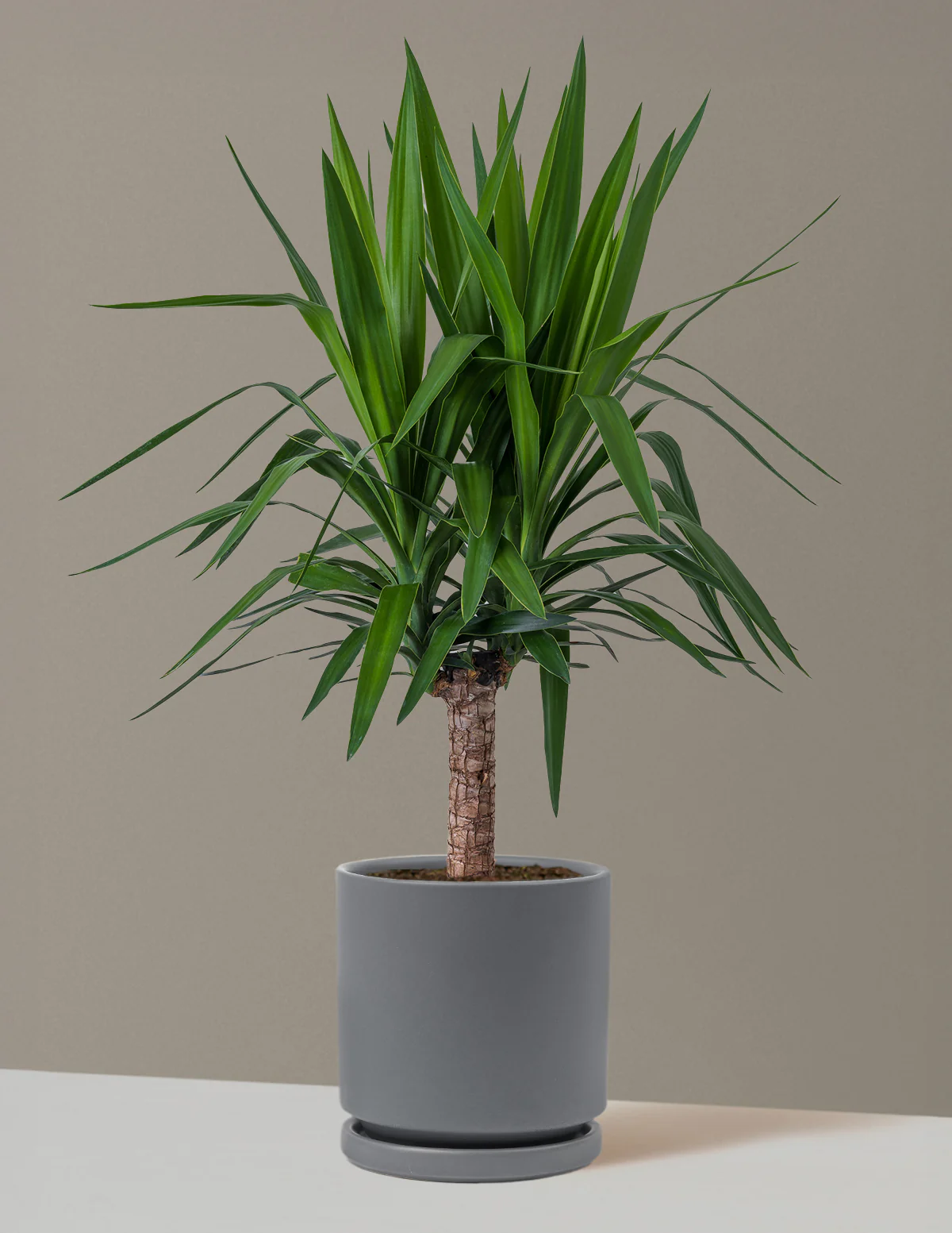 Yucca Plant Single Stem - Image 34