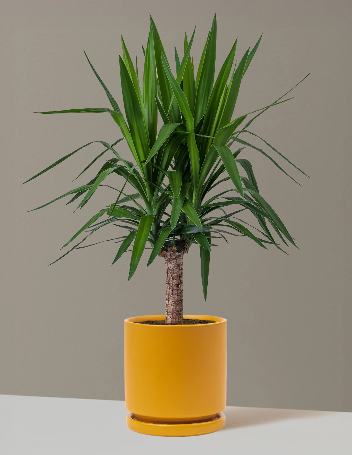 Yucca Plant Single Stem - Image 35