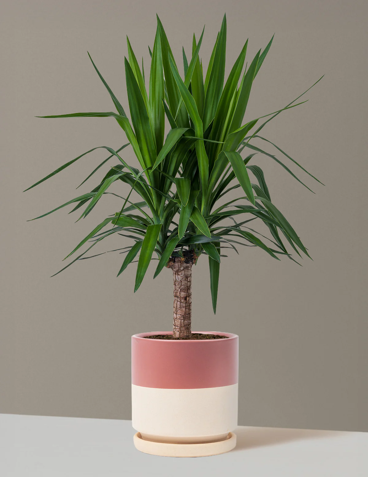Yucca Plant Single Stem - Image 36