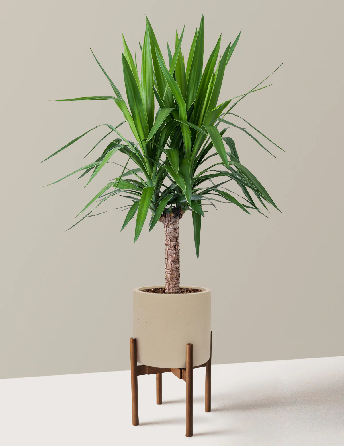 Yucca Plant Single Stem - Image 37