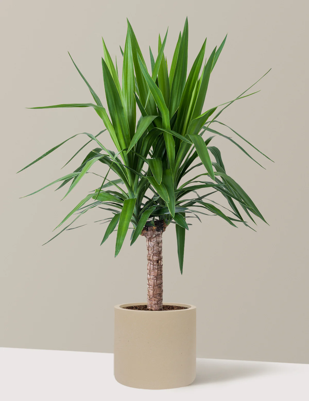 Yucca Plant Single Stem - Image 38