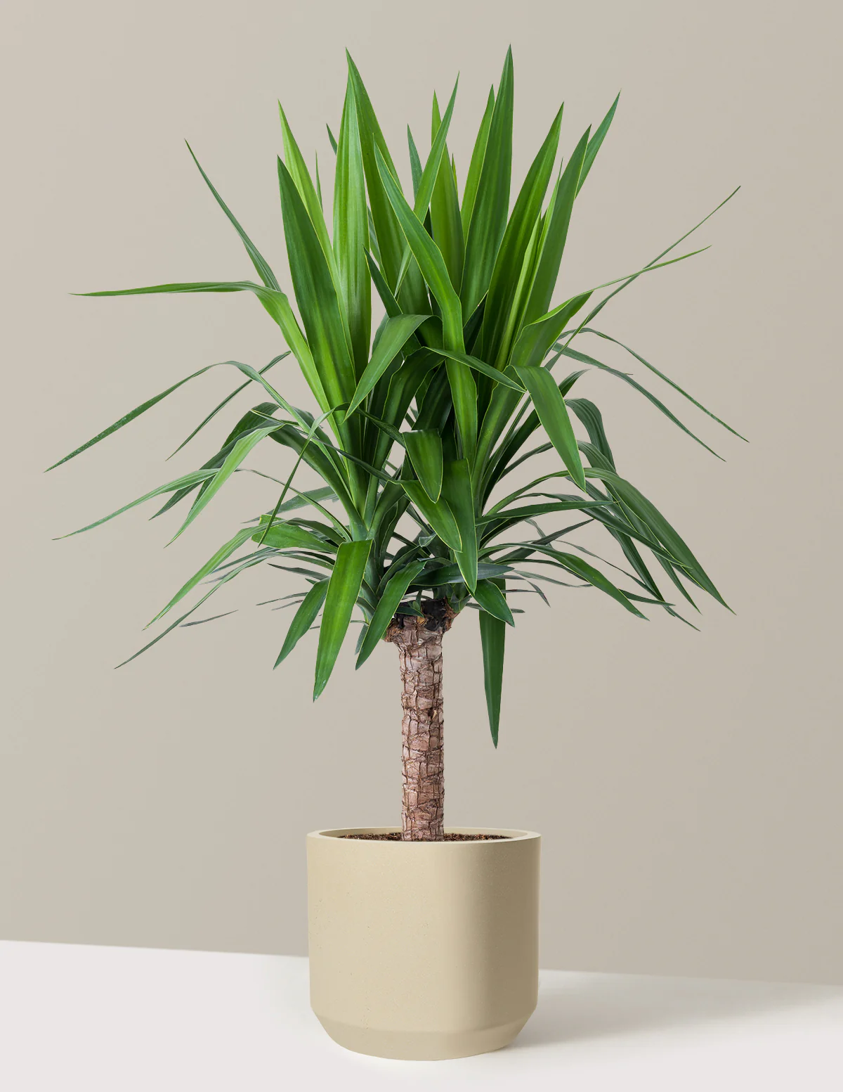 Yucca Plant Single Stem - Image 39