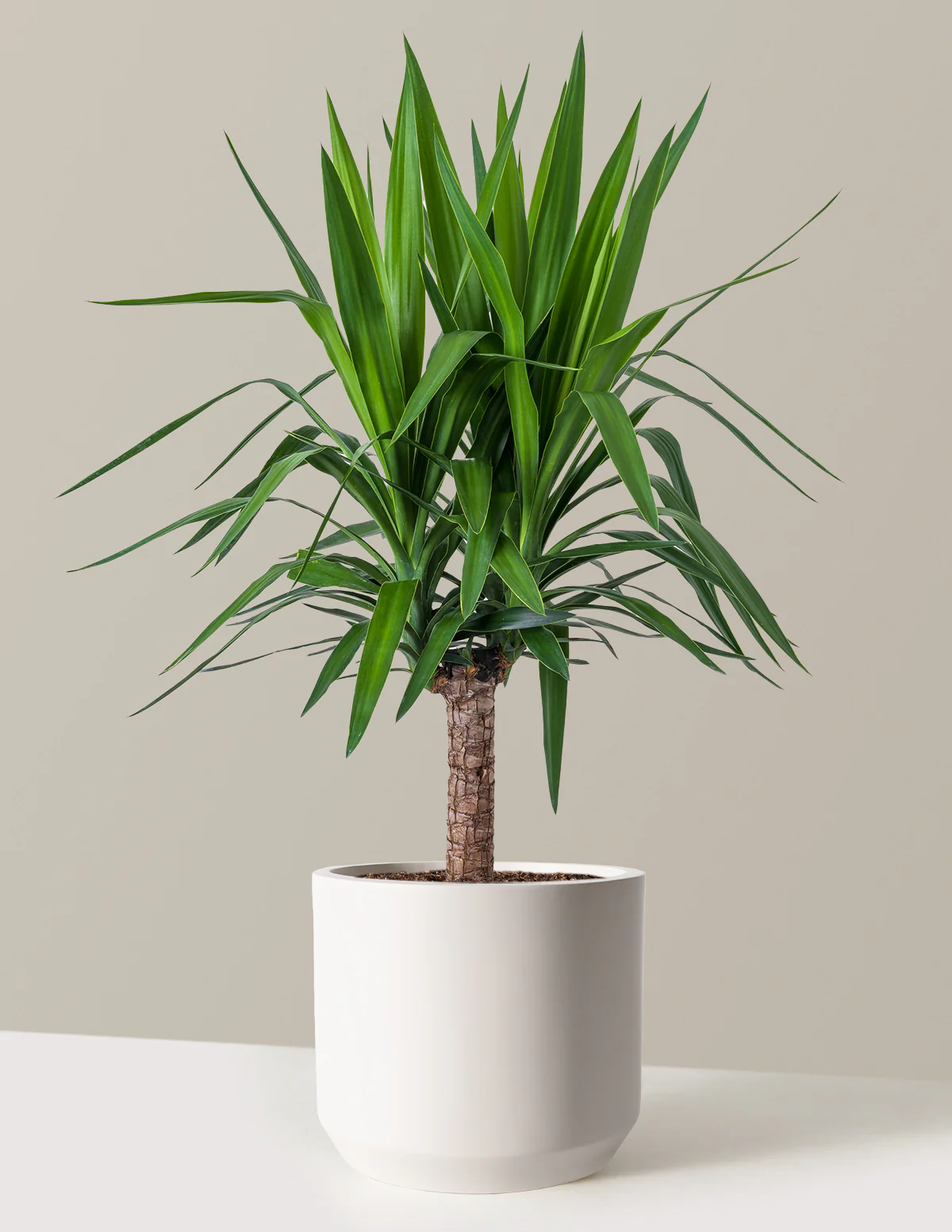 Yucca Plant Single Stem - Image 4