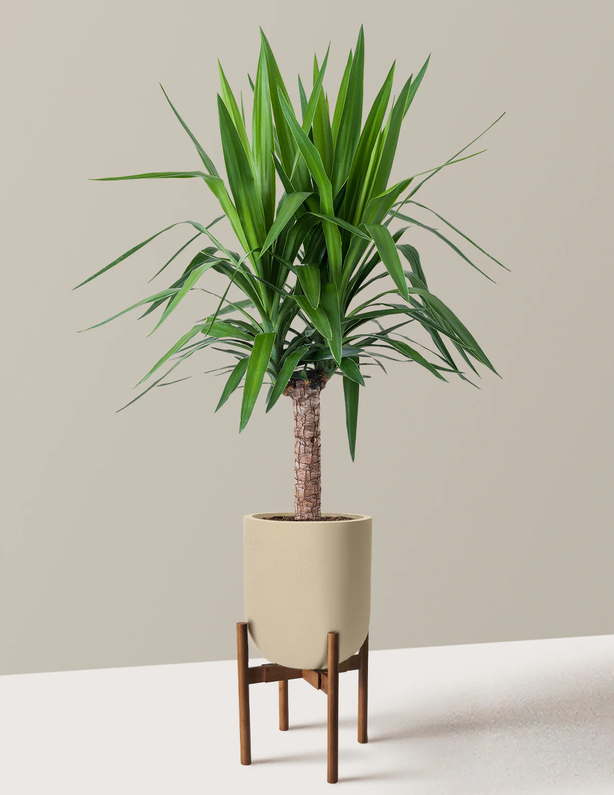 Yucca Plant Single Stem - Image 40