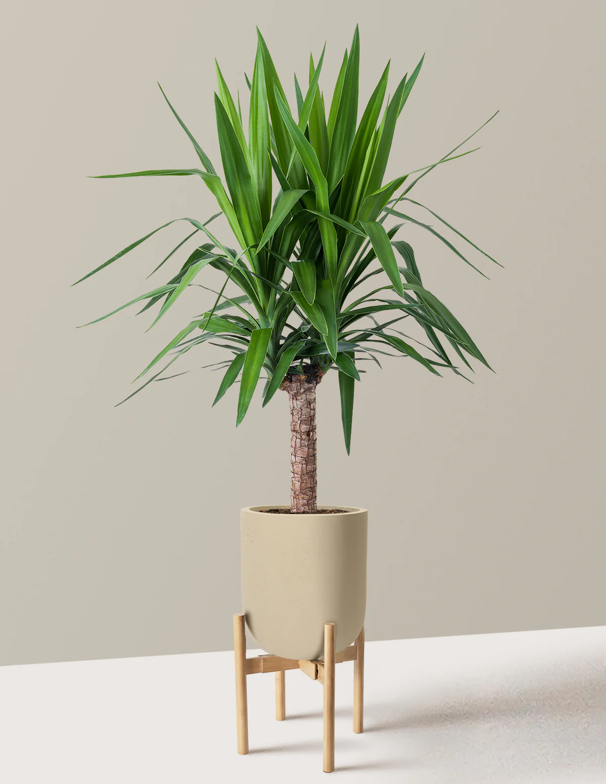 Yucca Plant Single Stem - Image 41