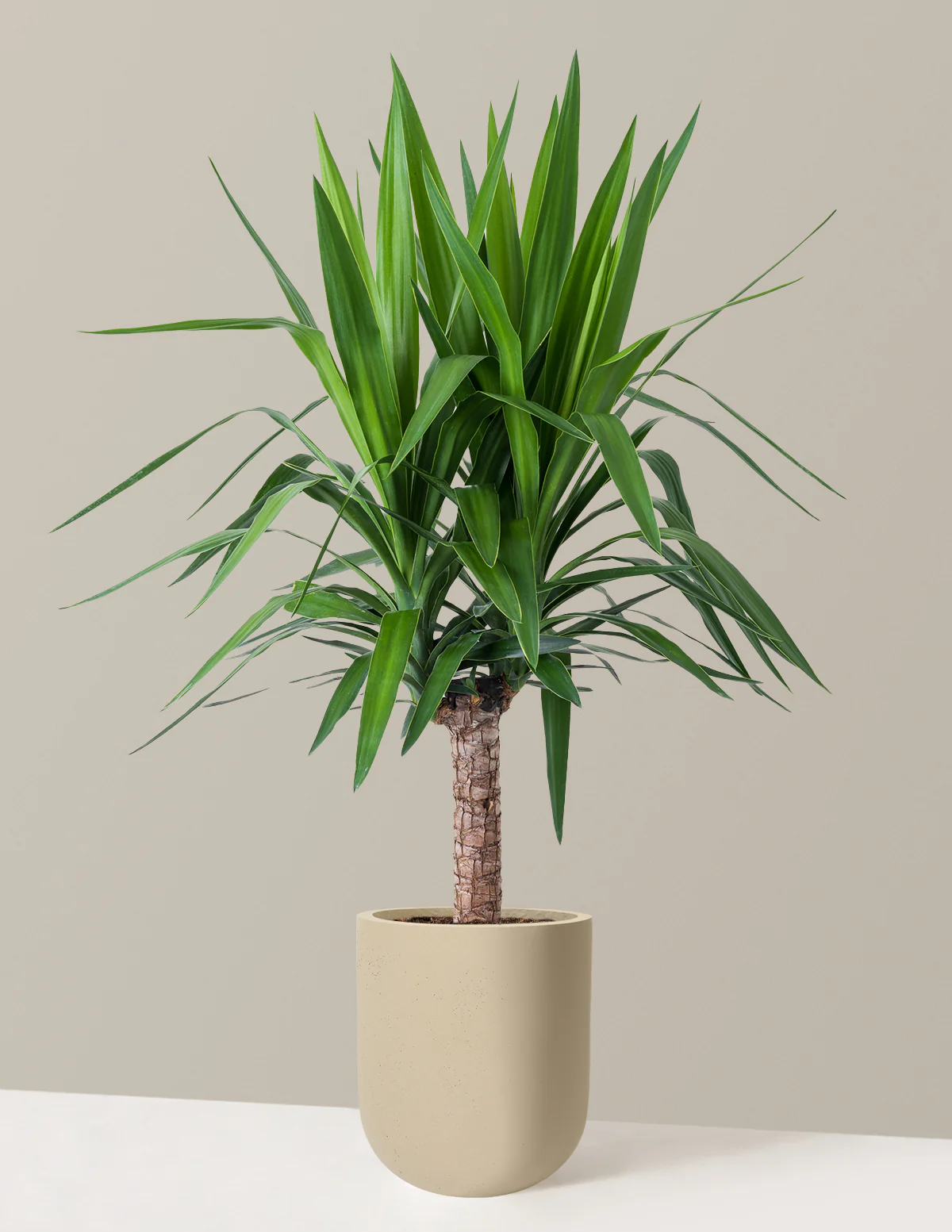 Yucca Plant Single Stem - Image 42