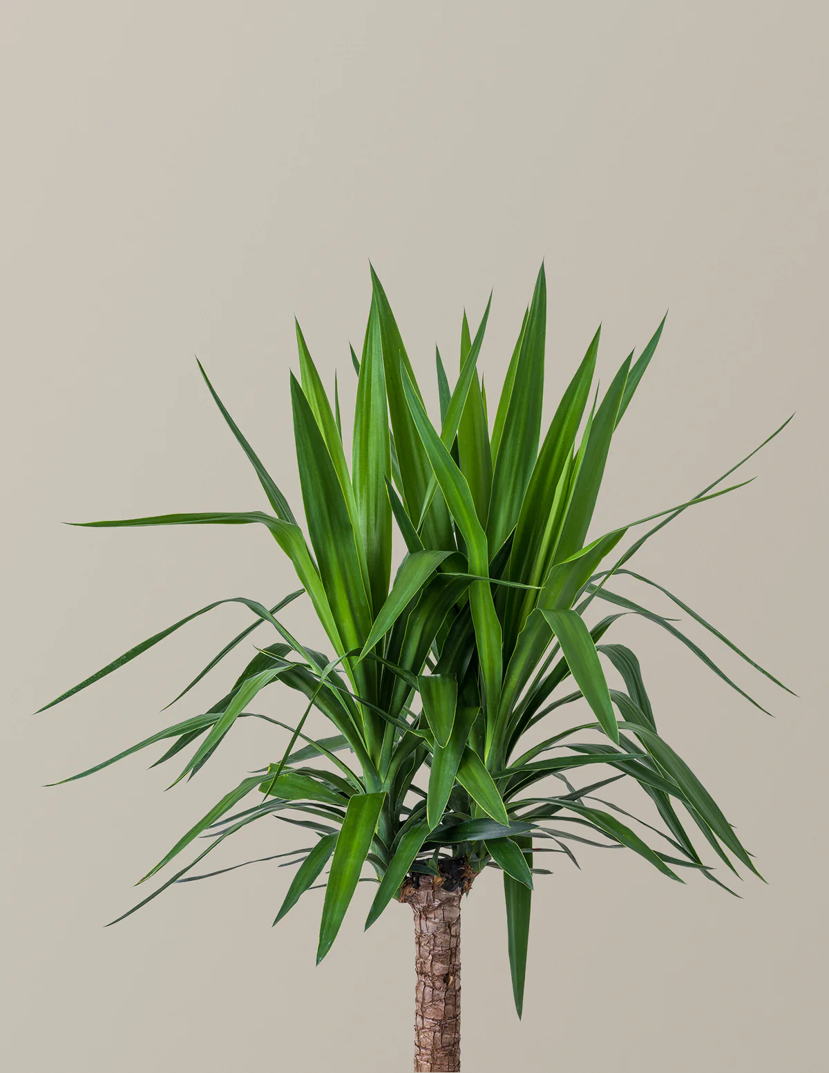 Yucca Plant Single Stem - Image 6