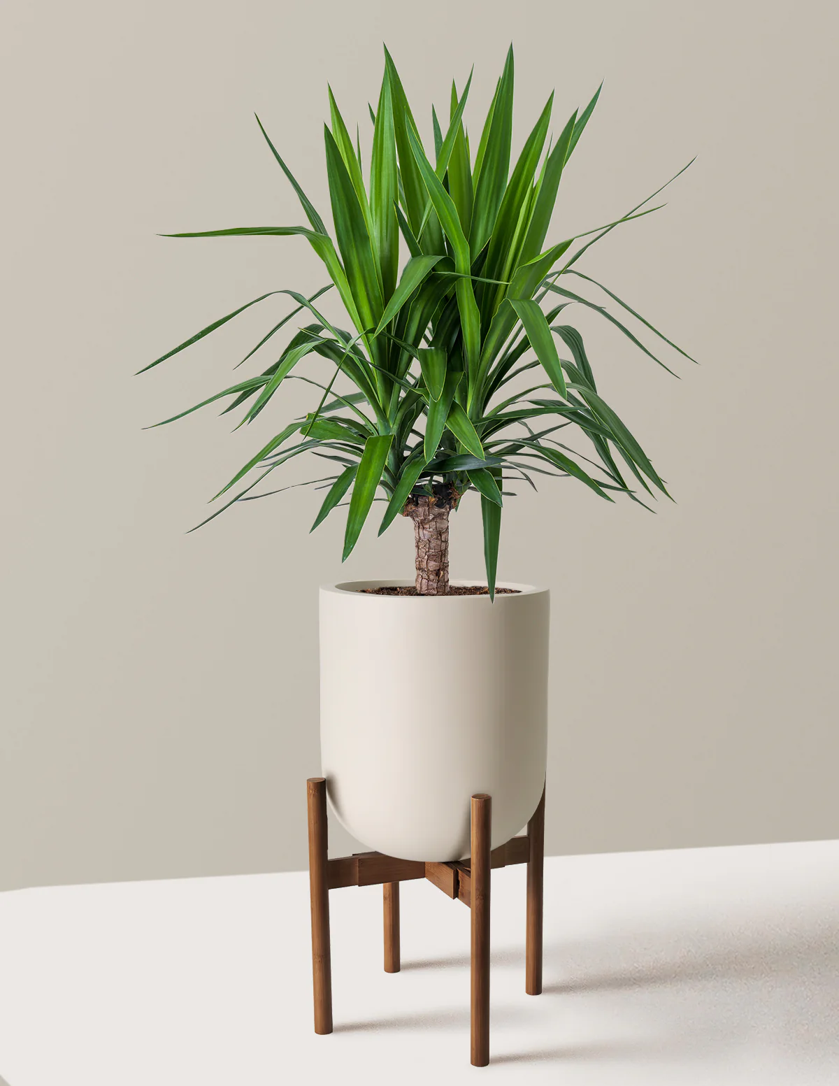 Yucca Plant Single Stem - Image 7