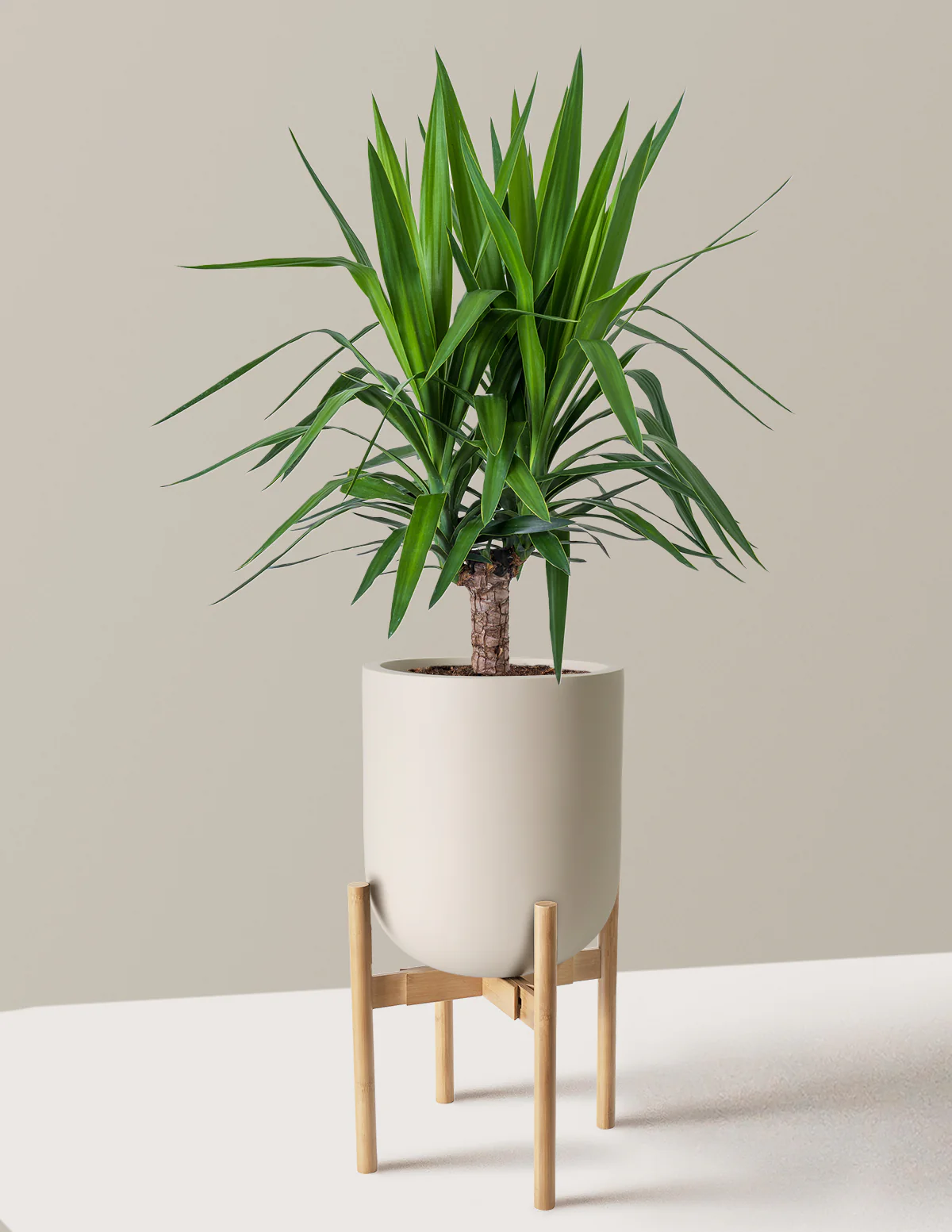 Yucca Plant Single Stem - Image 8