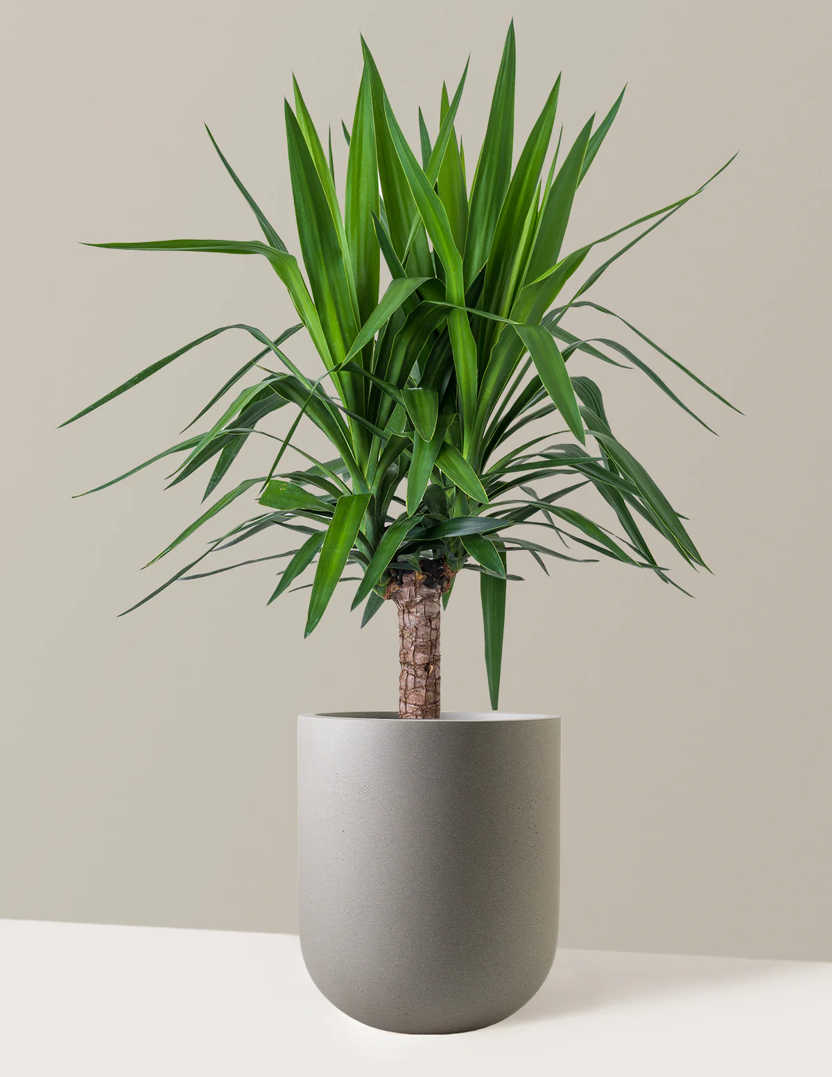 Yucca Plant Single Stem - Image 9