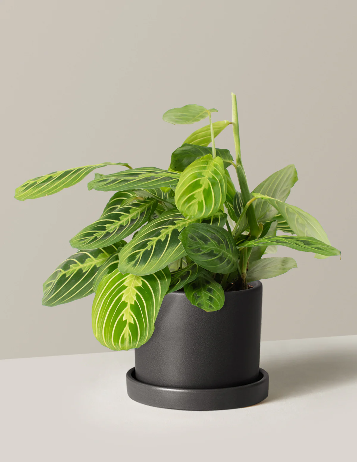 Lemon Lime Prayer Plant - Image 10