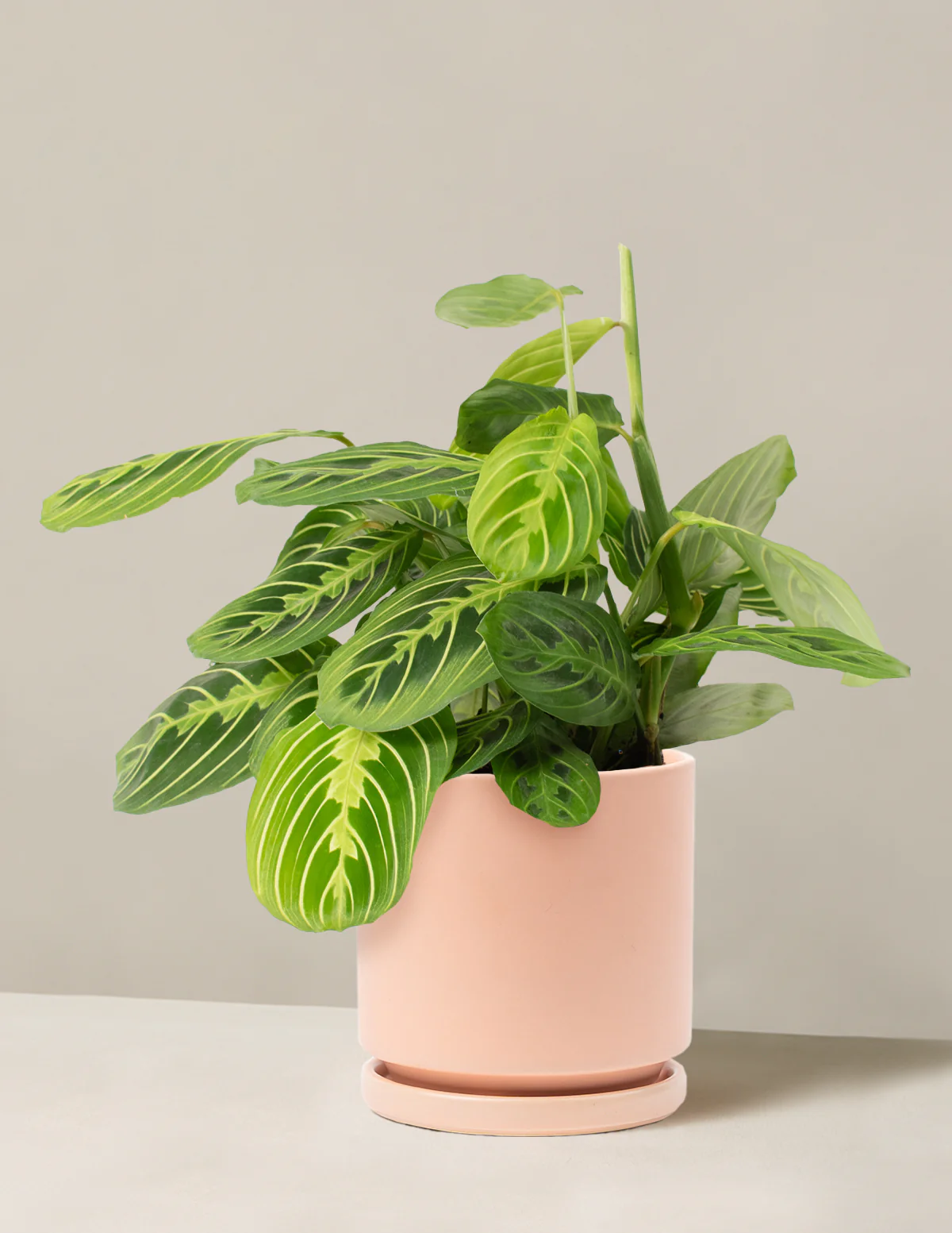 Lemon Lime Prayer Plant - Image 11