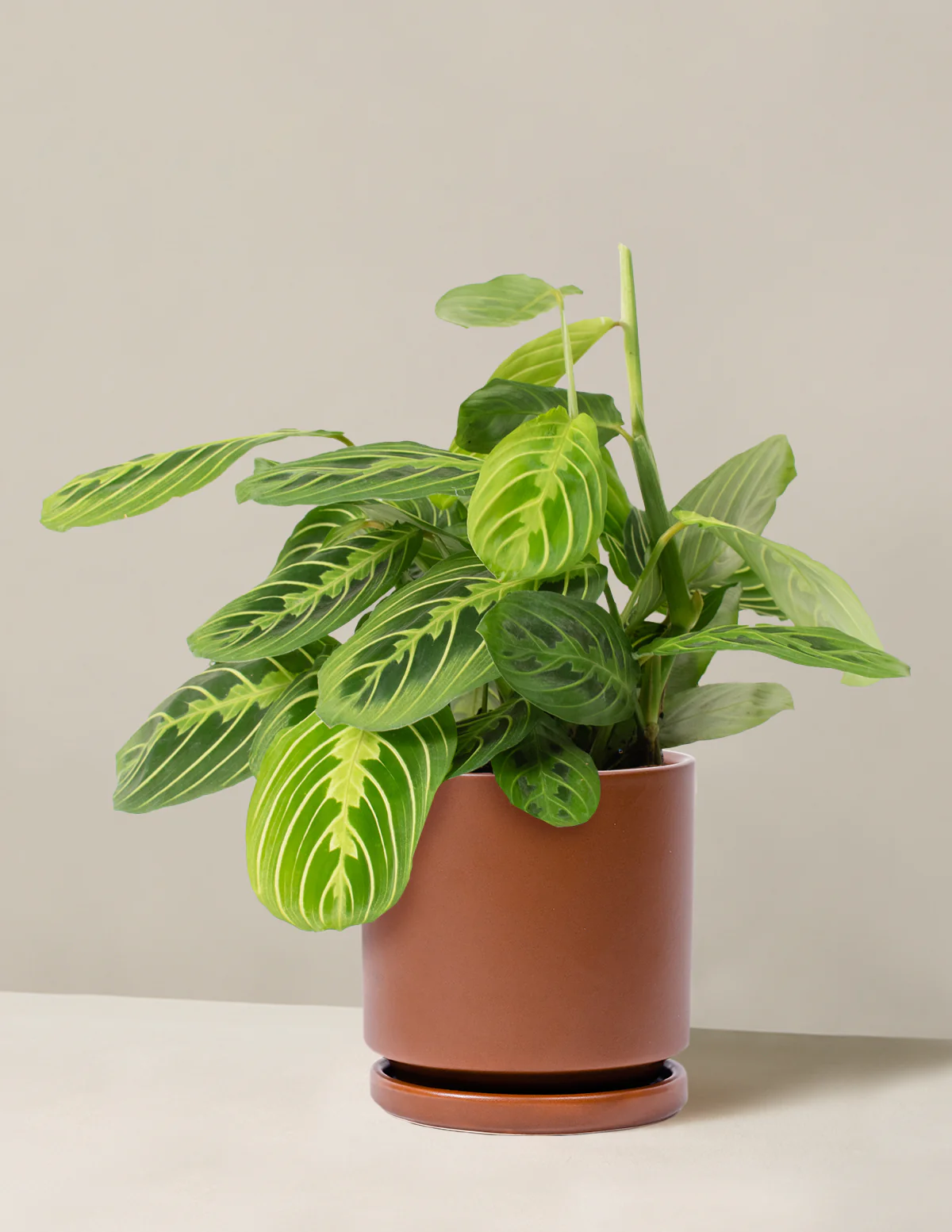 Lemon Lime Prayer Plant - Image 12