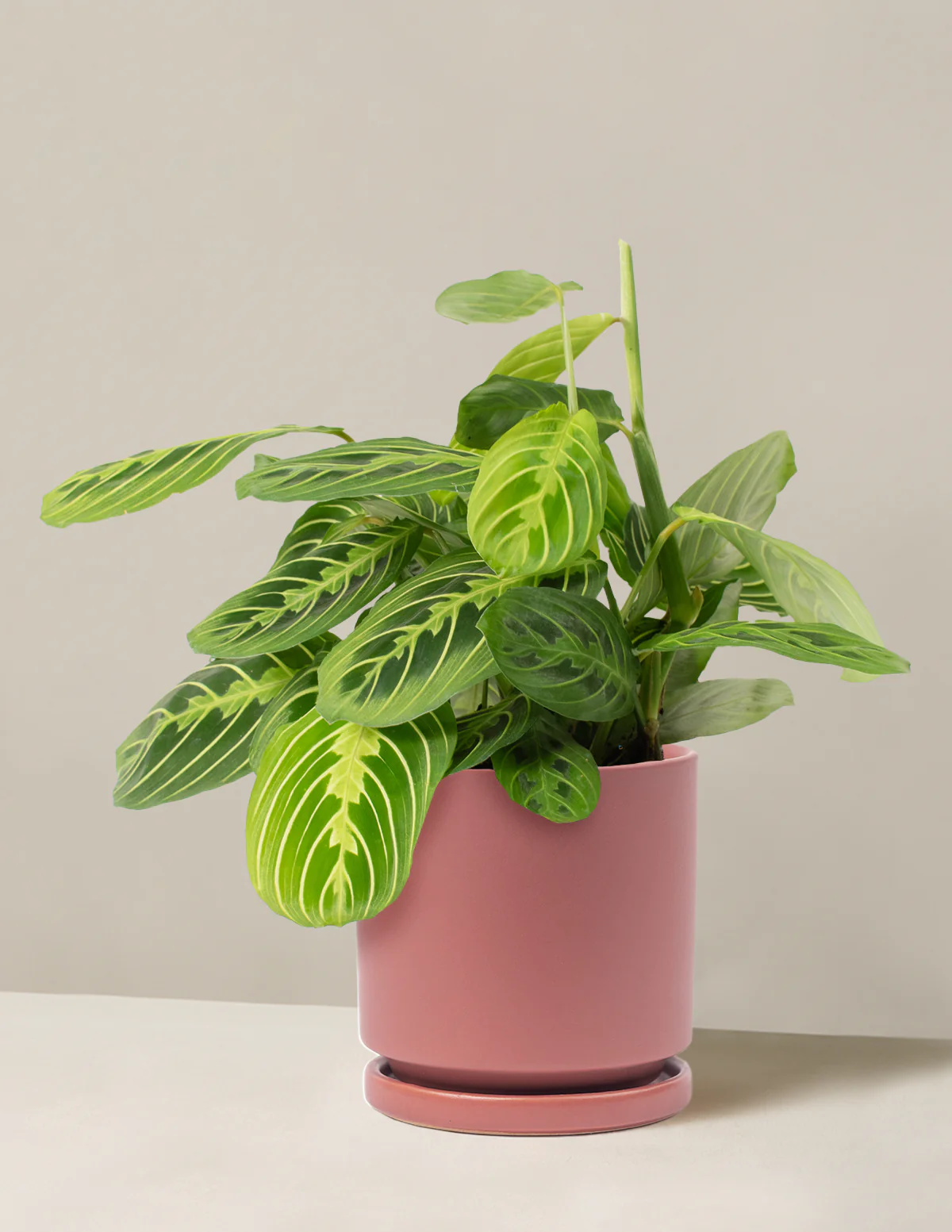 Lemon Lime Prayer Plant - Image 13