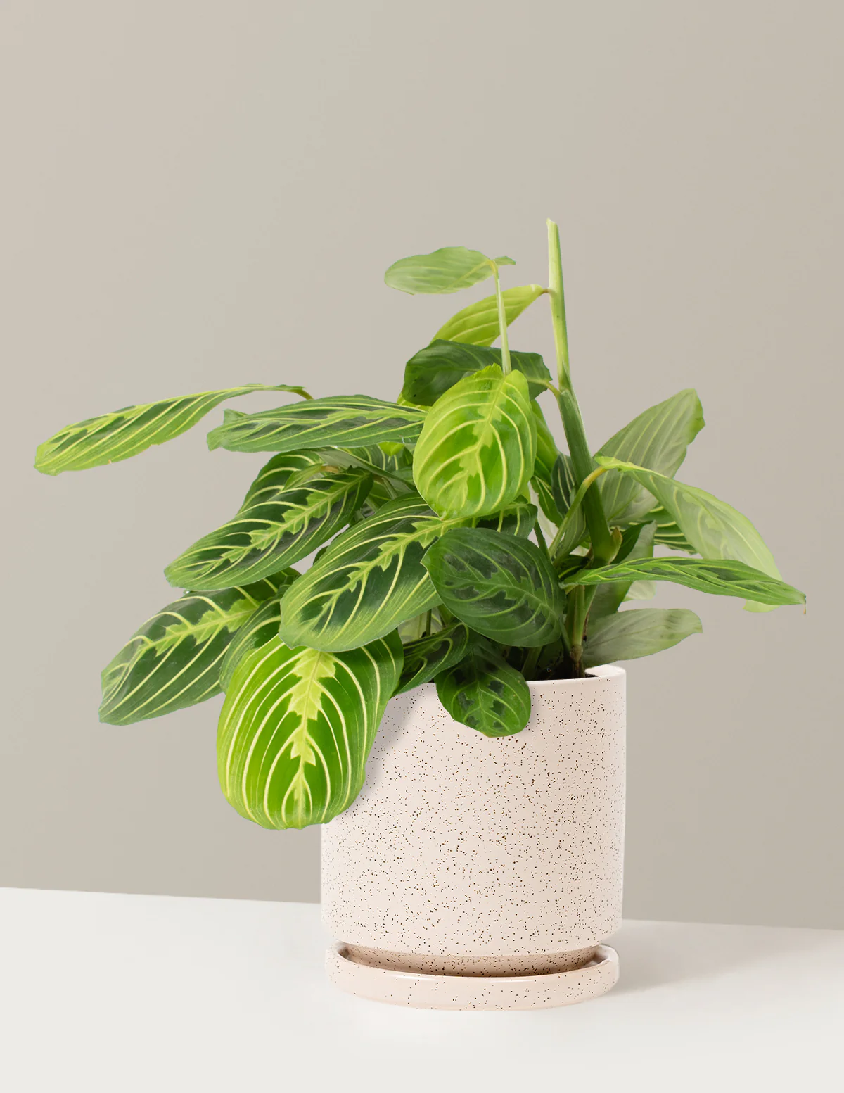 Lemon Lime Prayer Plant - Image 14