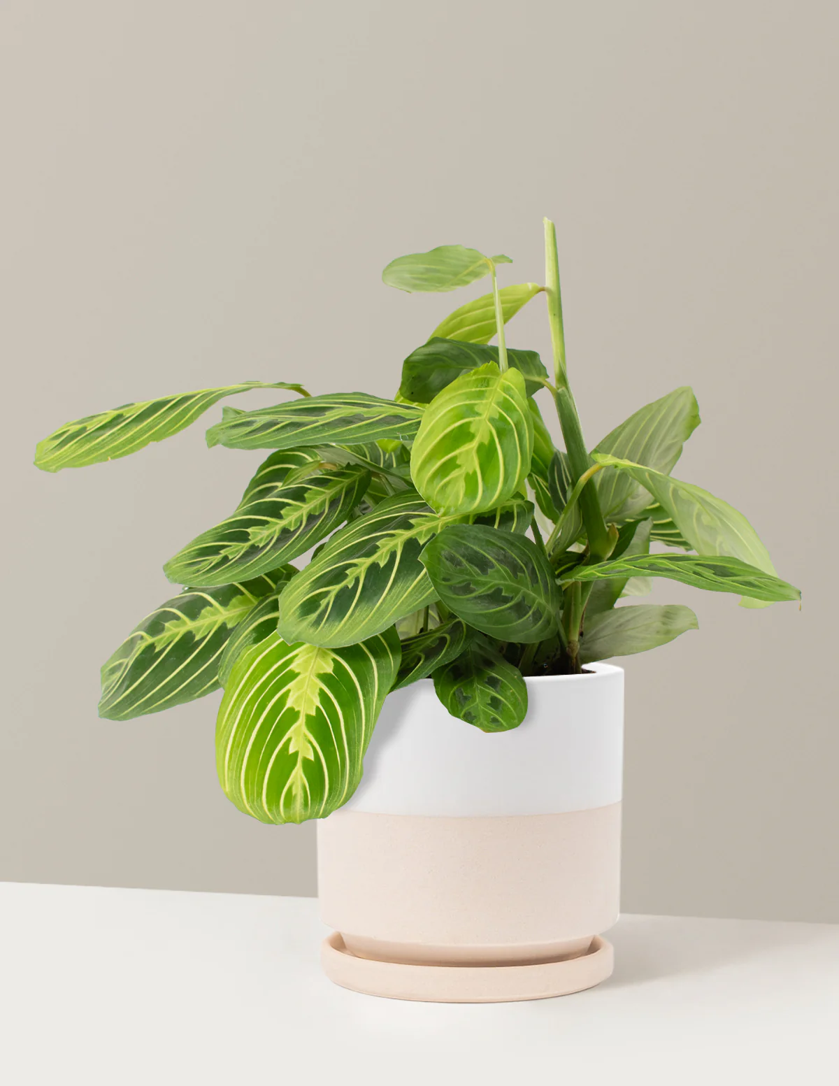 Lemon Lime Prayer Plant - Image 15