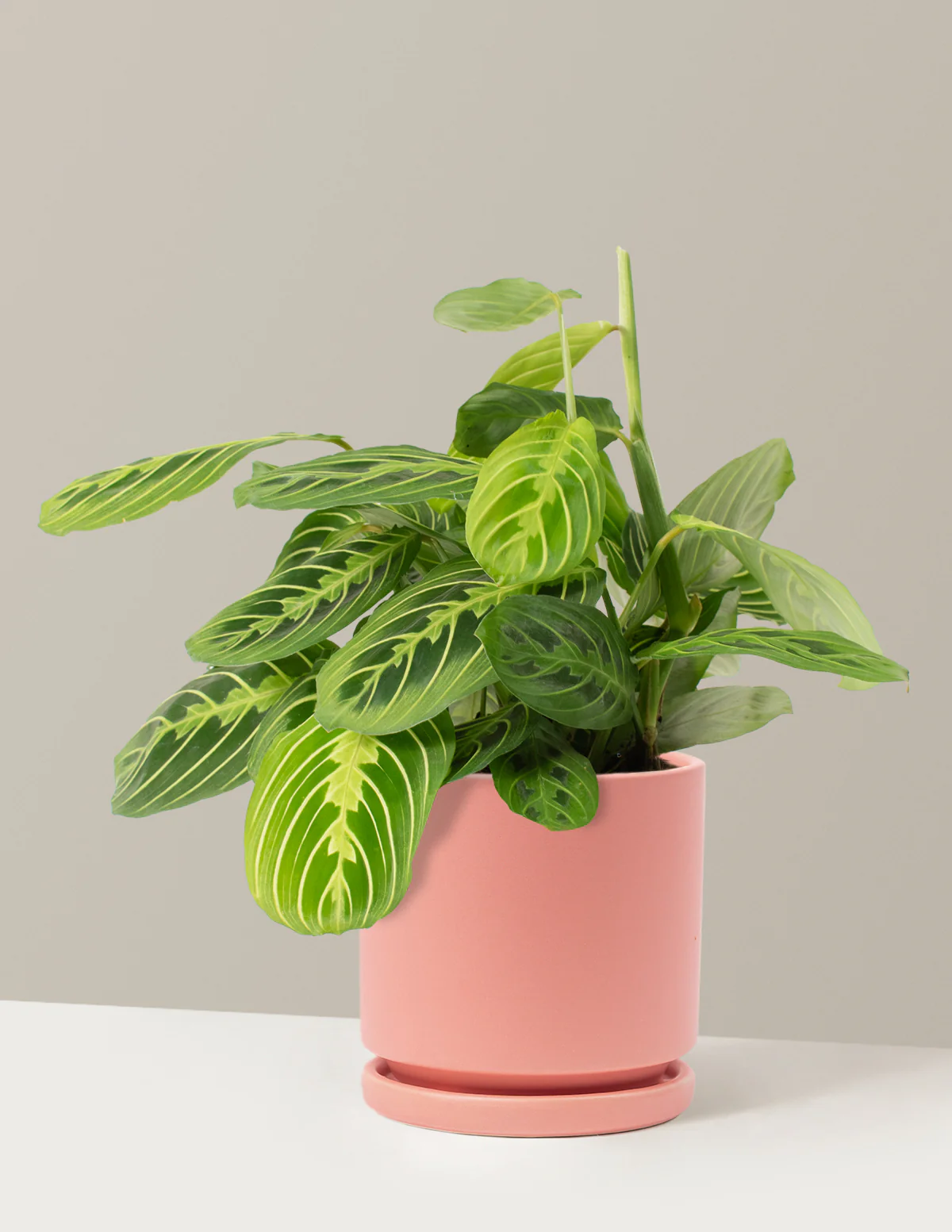 Lemon Lime Prayer Plant - Image 16